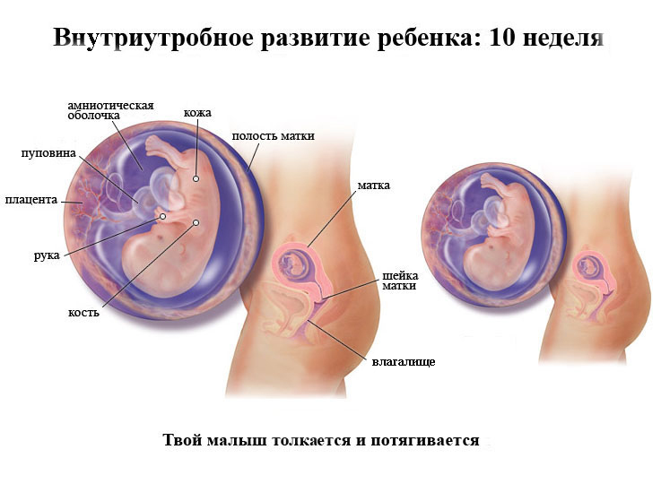 10 недель беременности развитие плода